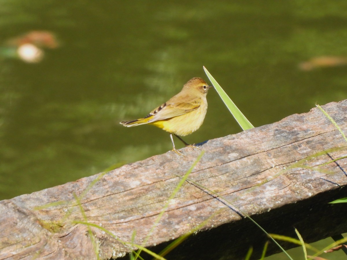 Palm Warbler - ML484468481