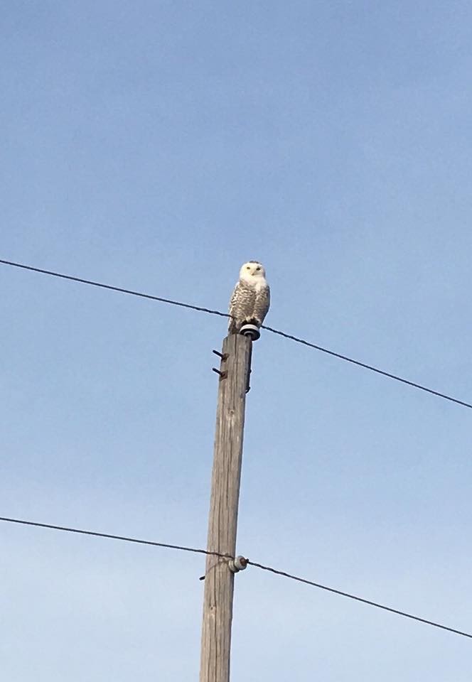 Snowy Owl - ML48446951