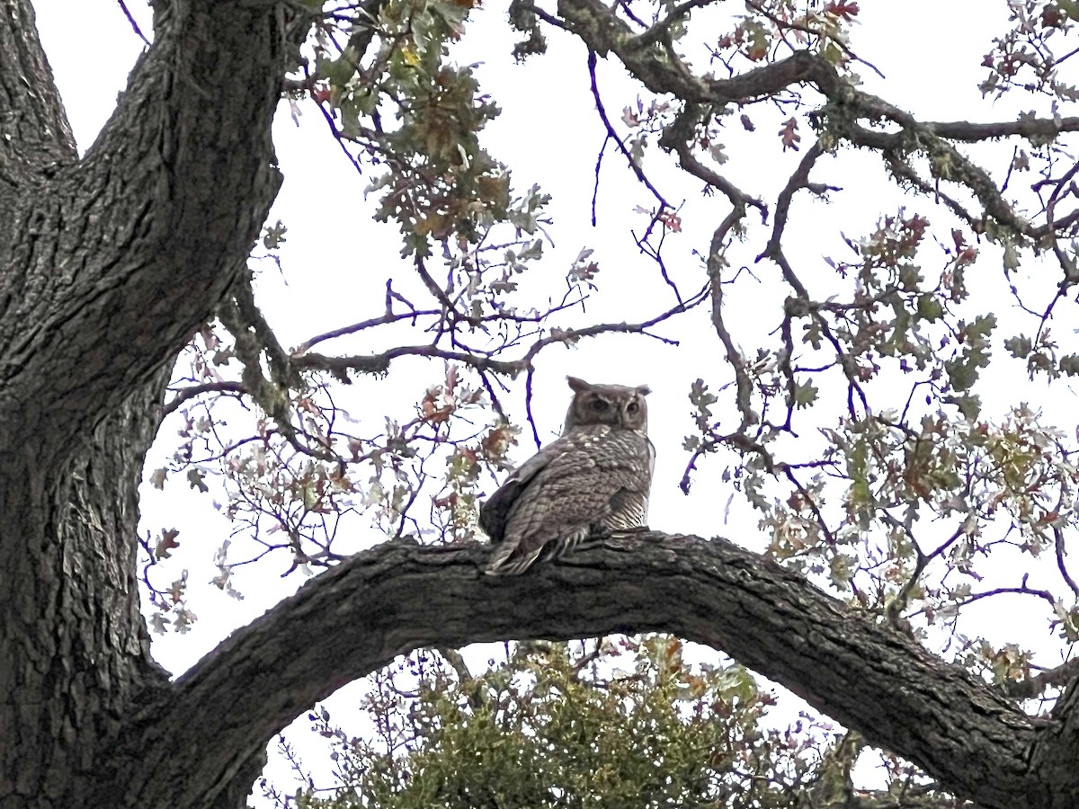 Great Horned Owl - ML484470811