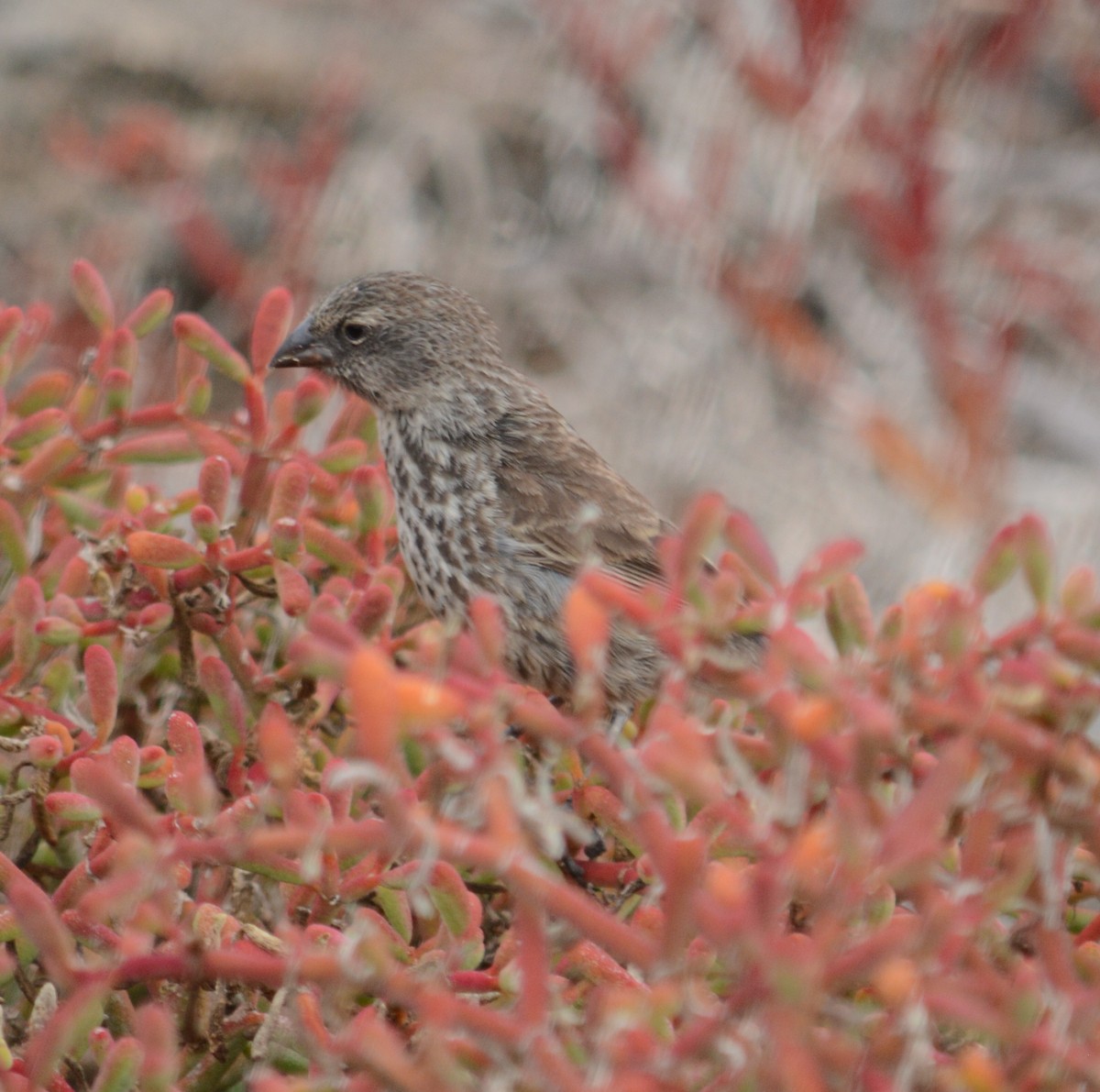 Medium Ground-Finch - ML48447161