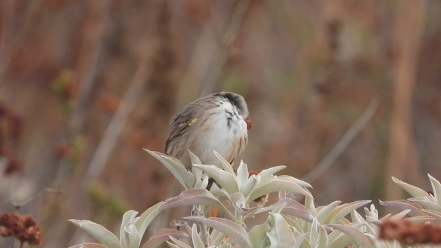 Bell's Sparrow - ML484473611