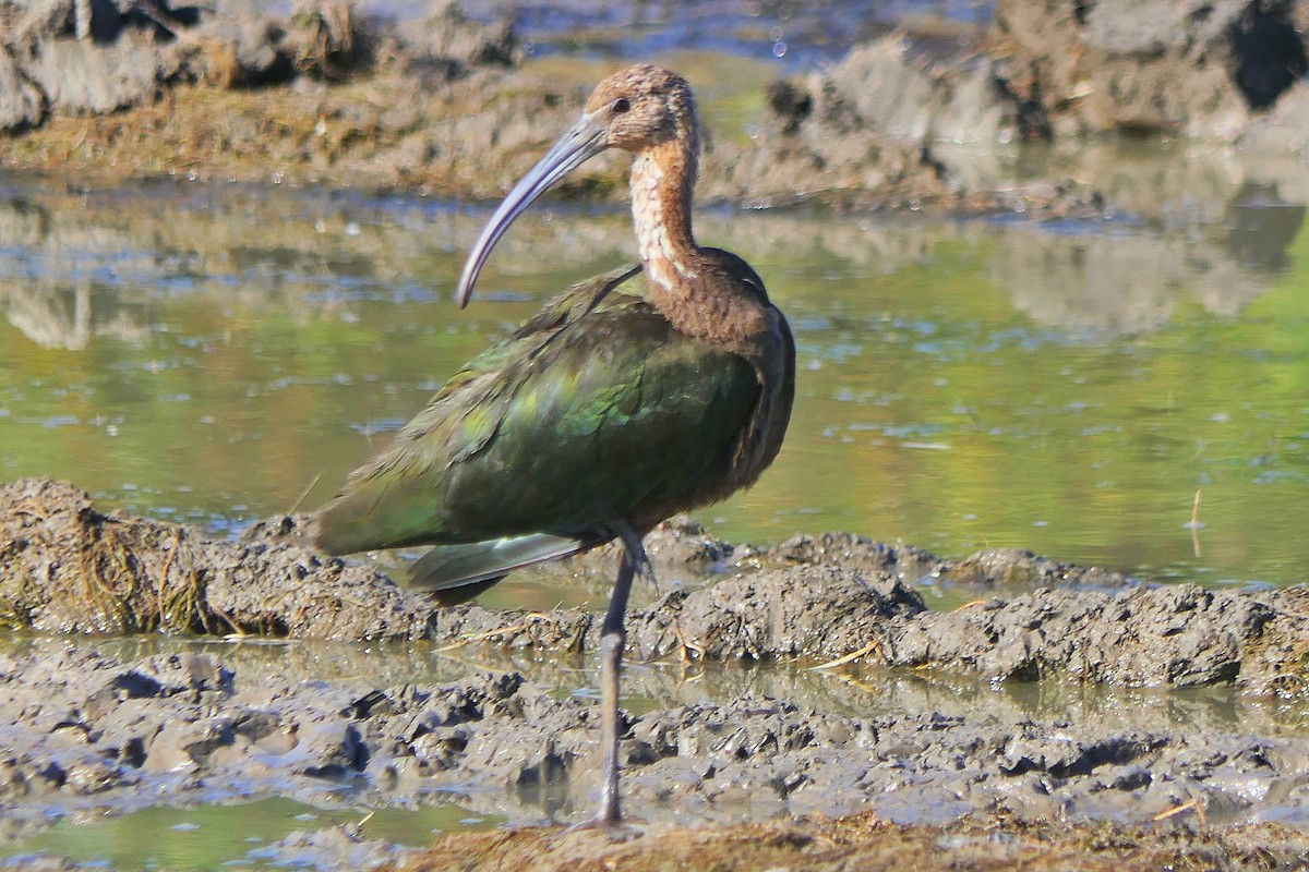 White-faced Ibis - ML484474551