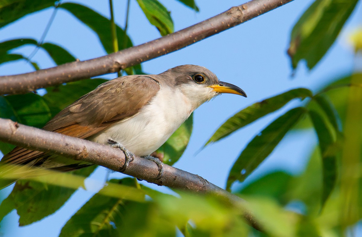 Yellow-billed Cuckoo - ML484474731