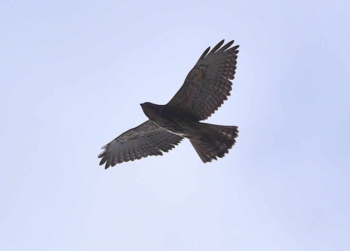 Broad-winged Hawk - ML484475001