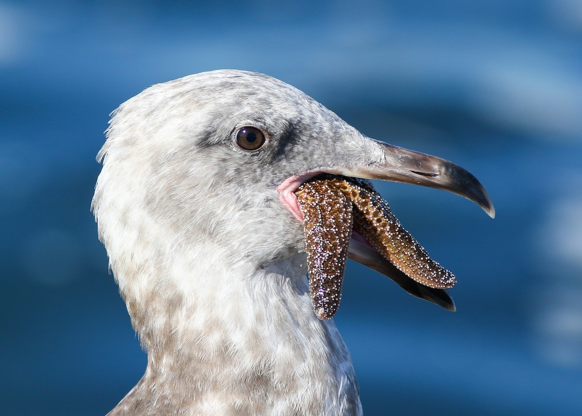Western Gull - ML484475231