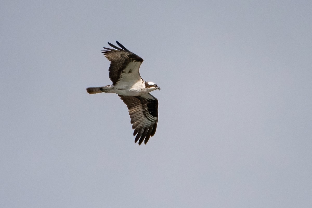 Balbuzard pêcheur - ML484475471