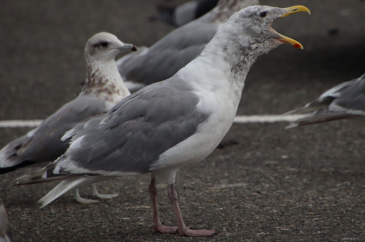 Western x Glaucous-winged Gull (hybrid) - ML484476141