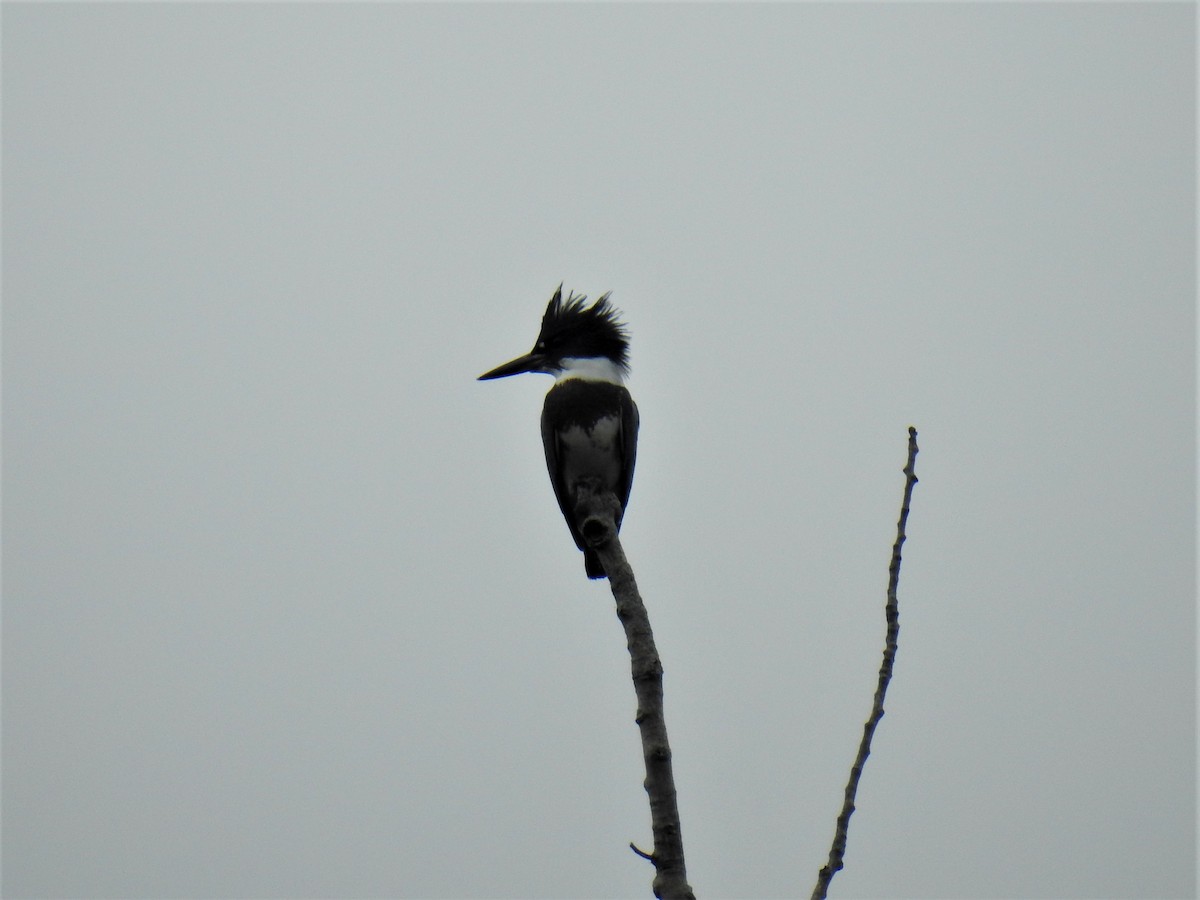 Belted Kingfisher - ML484478621