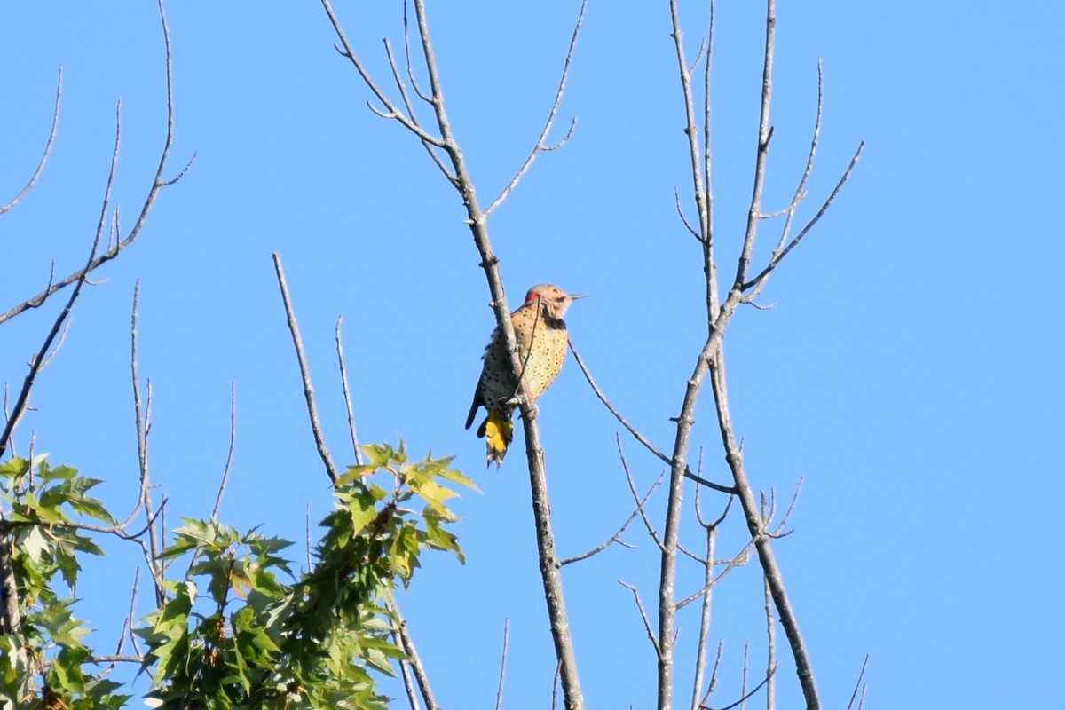 Northern Flicker - ML484478641