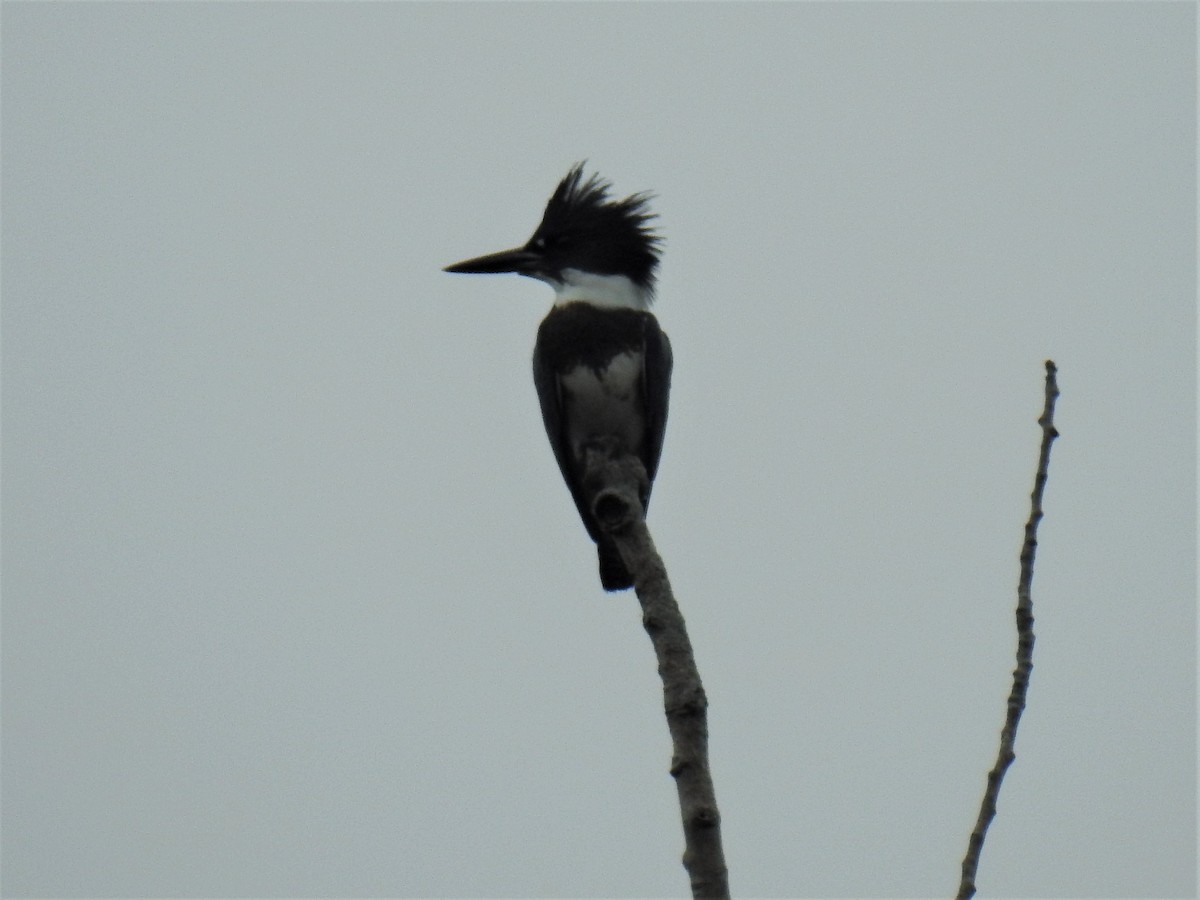 Belted Kingfisher - ML484478721