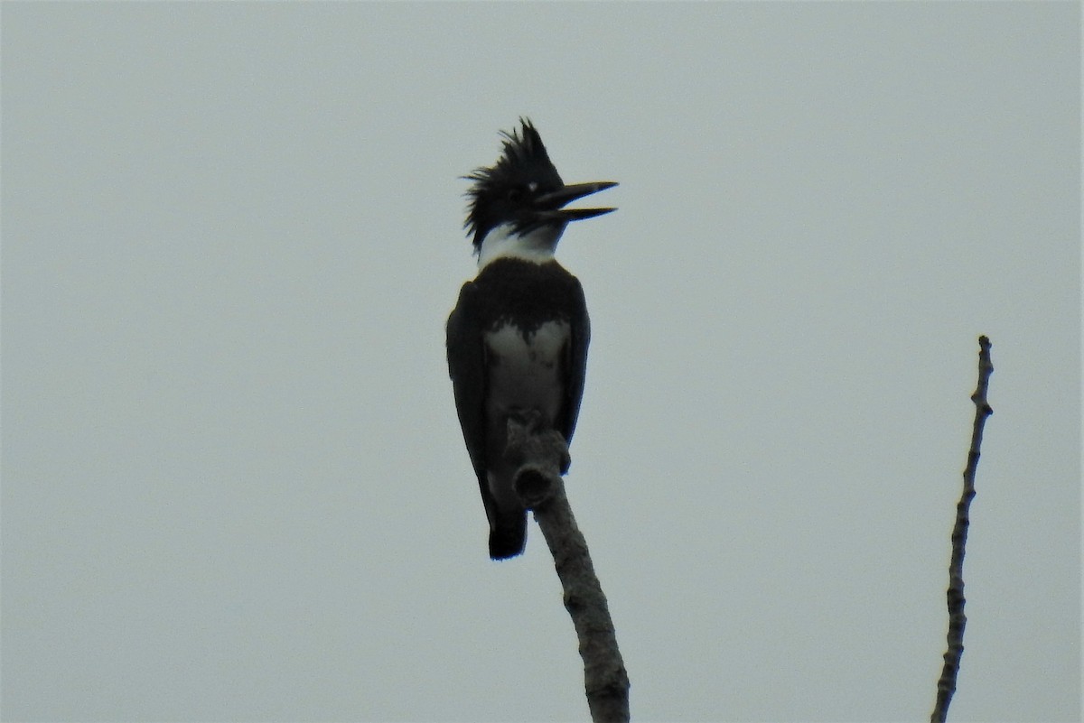 Belted Kingfisher - ML484478801