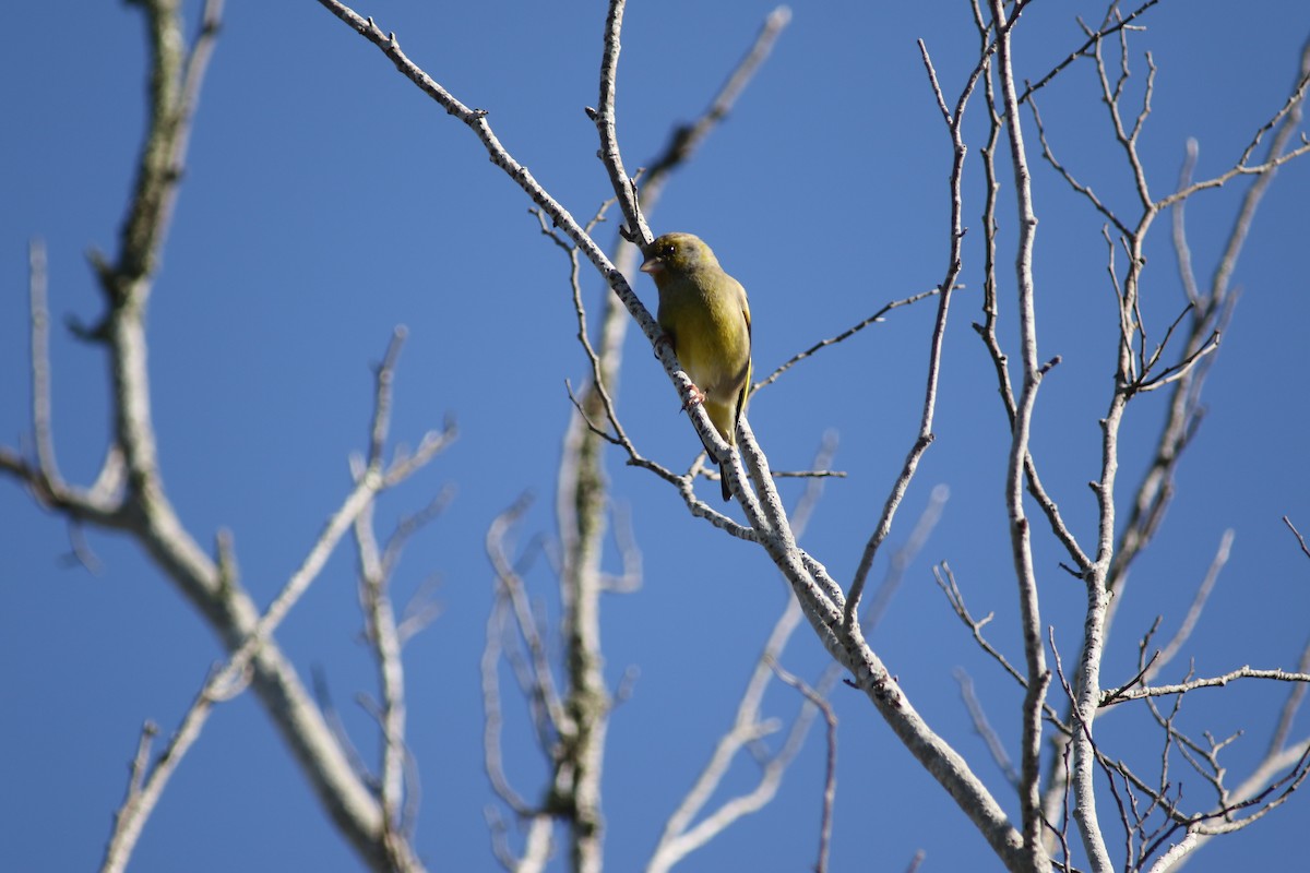 European Greenfinch - ML484479931