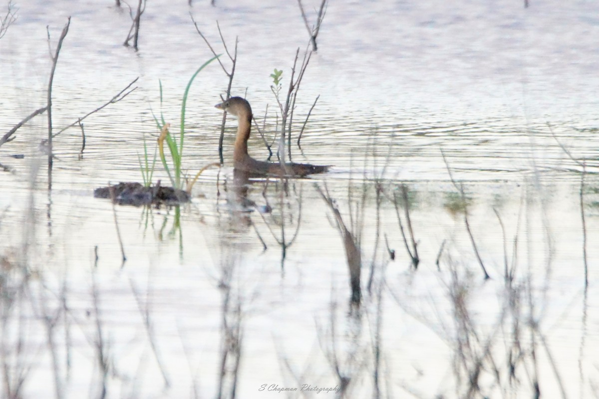 Pied-billed Grebe - ML484480571