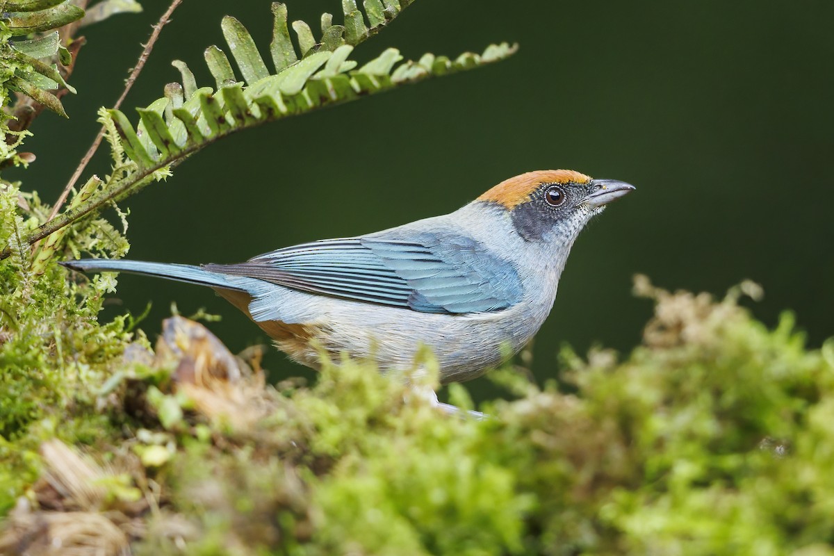 Scrub Tanager - Peter Hawrylyshyn