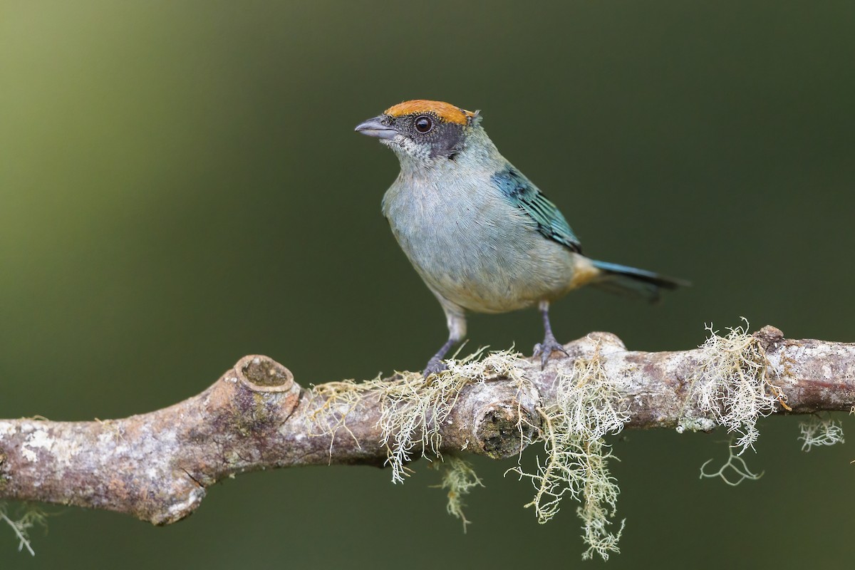 Scrub Tanager - ML484480751
