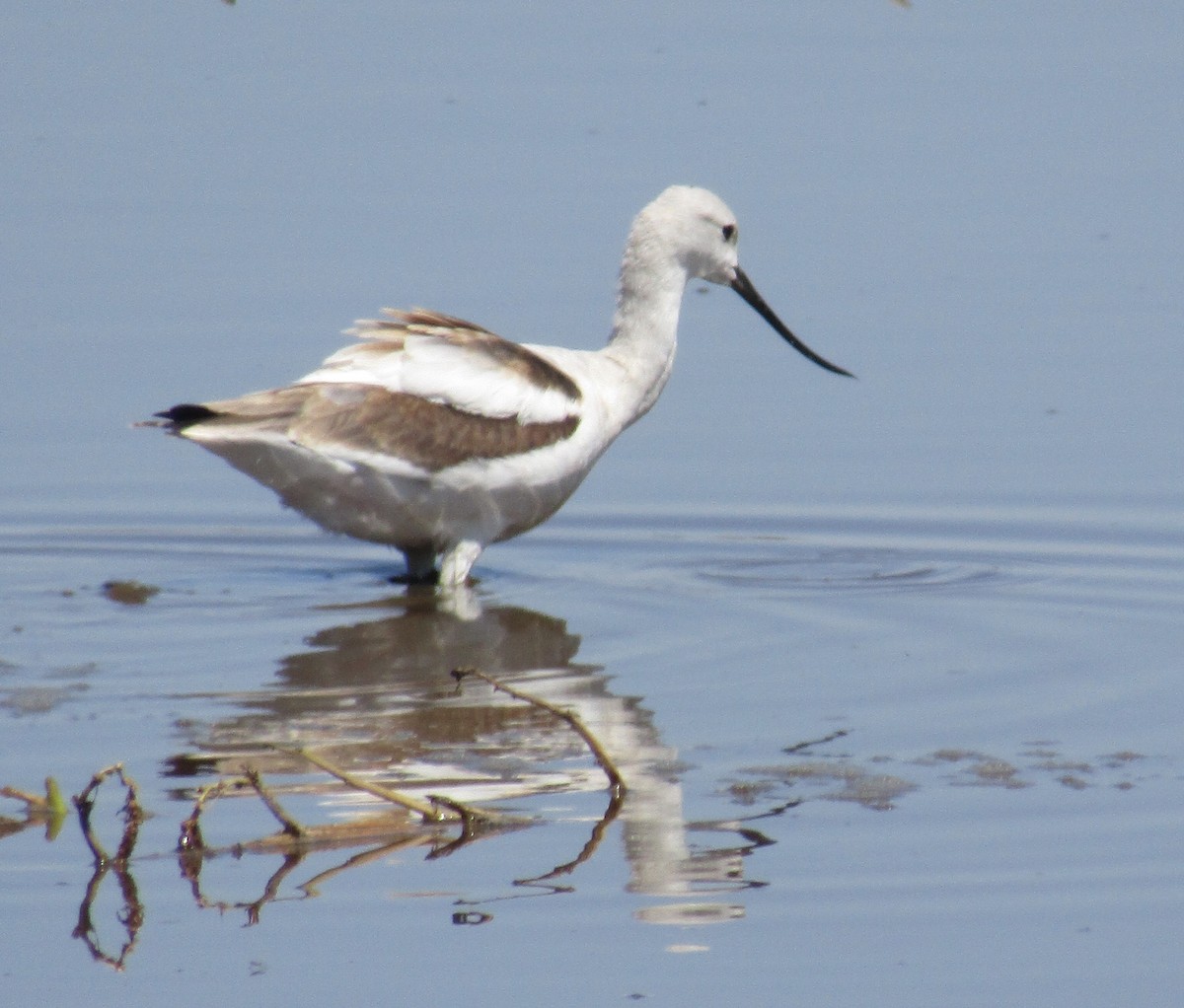 Avocette d'Amérique - ML484480791