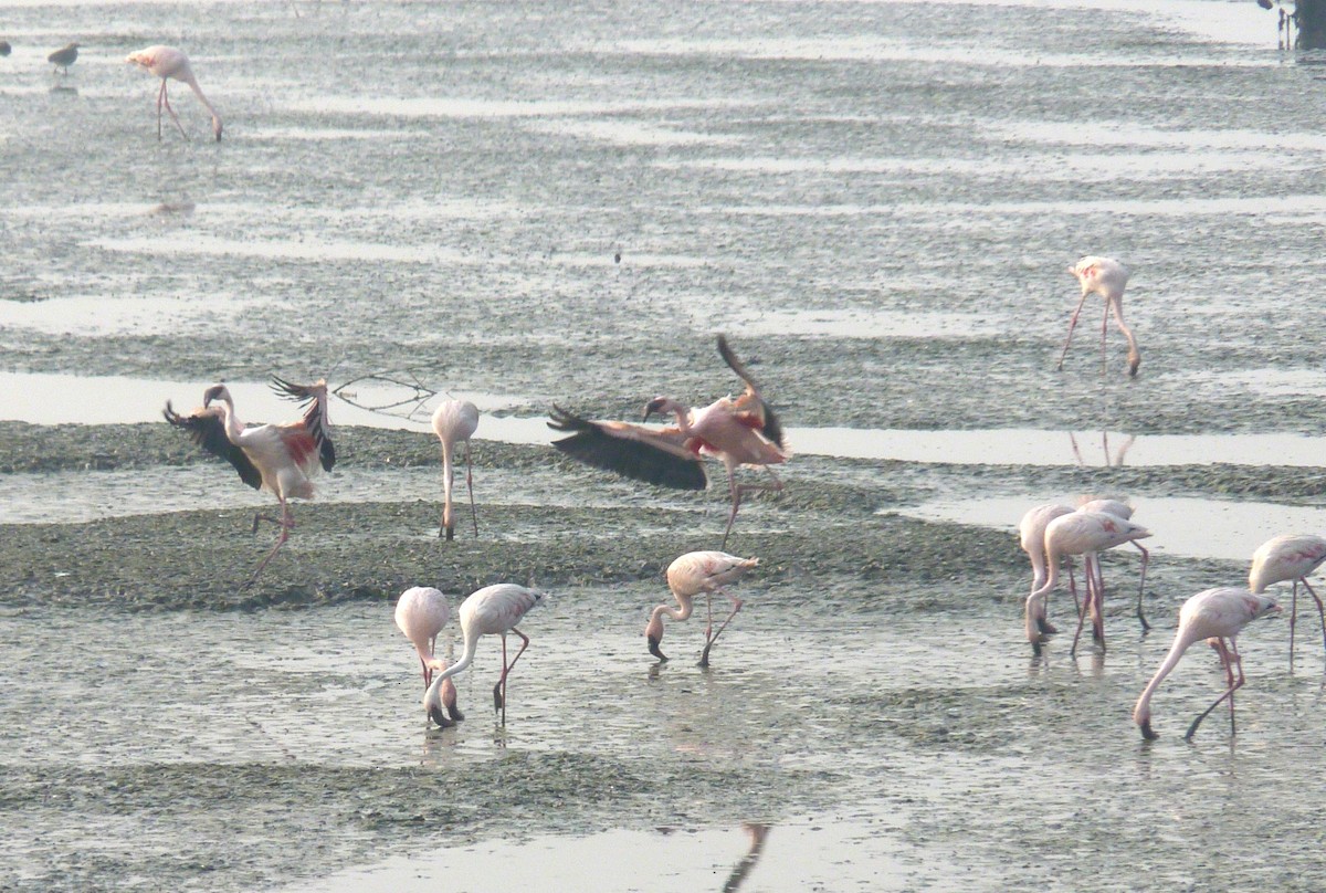 Lesser Flamingo - ML48448201