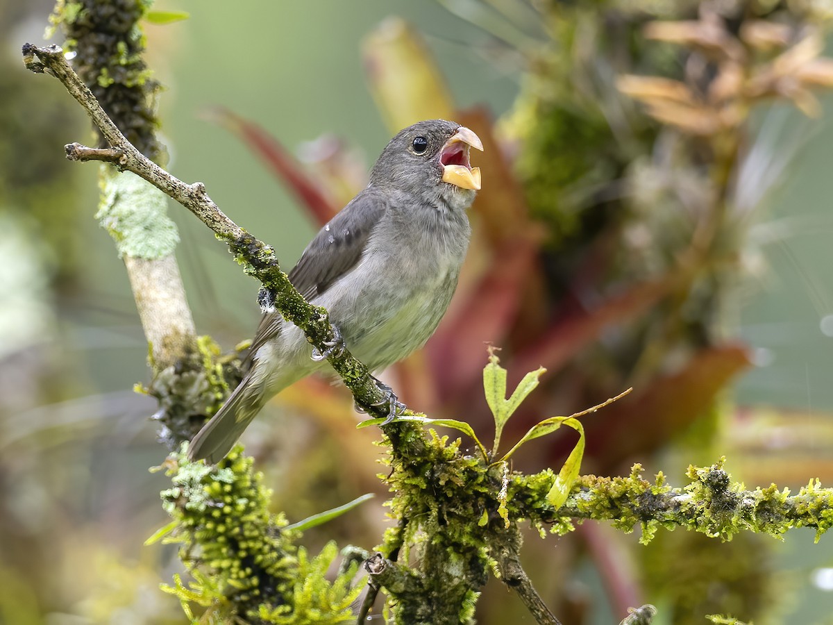 Temminck's Seedeater - Andres Vasquez Noboa