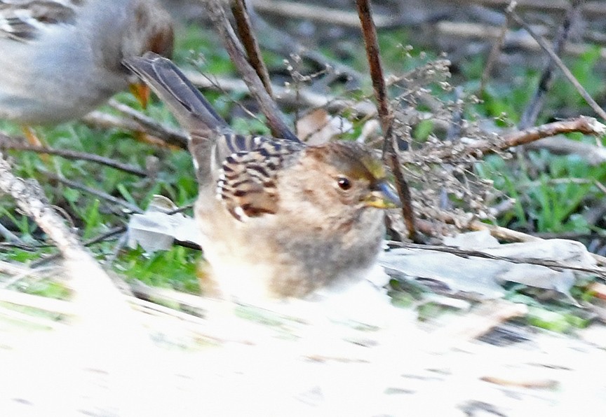 Bruant à couronne dorée - ML484482691