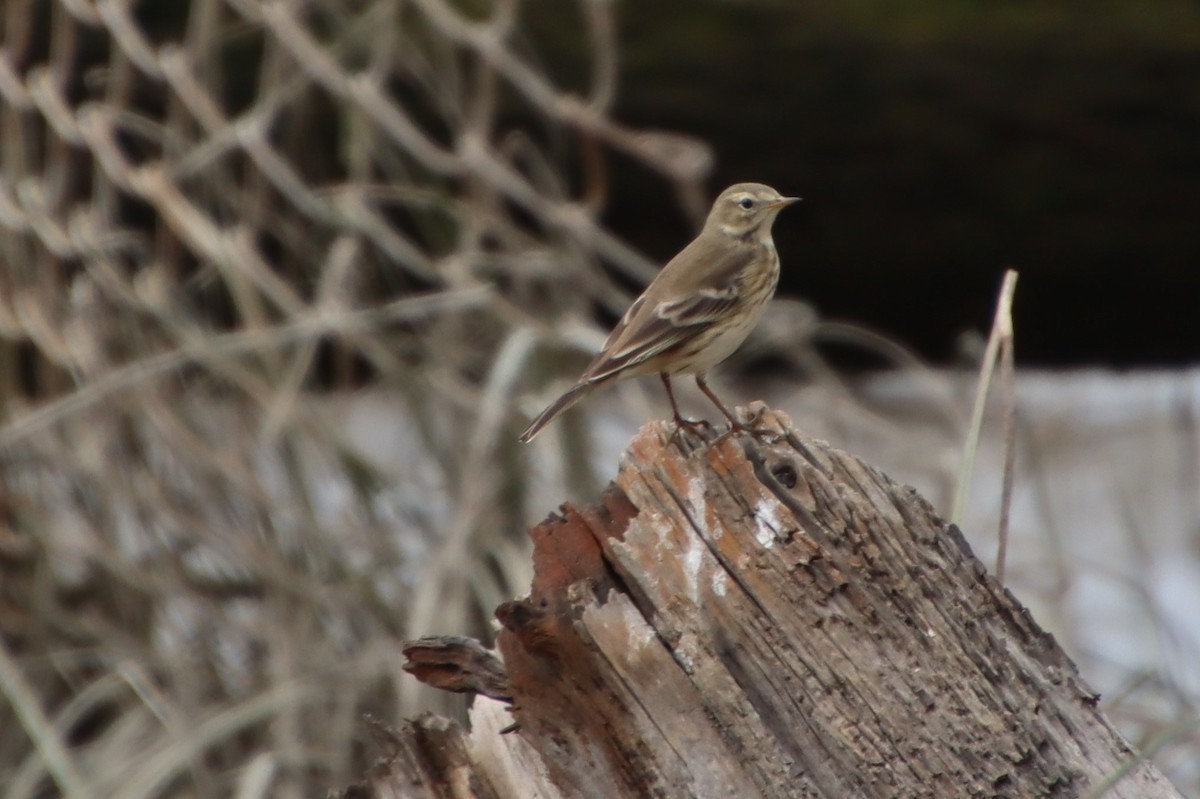 Pipit d'Amérique - ML484482831