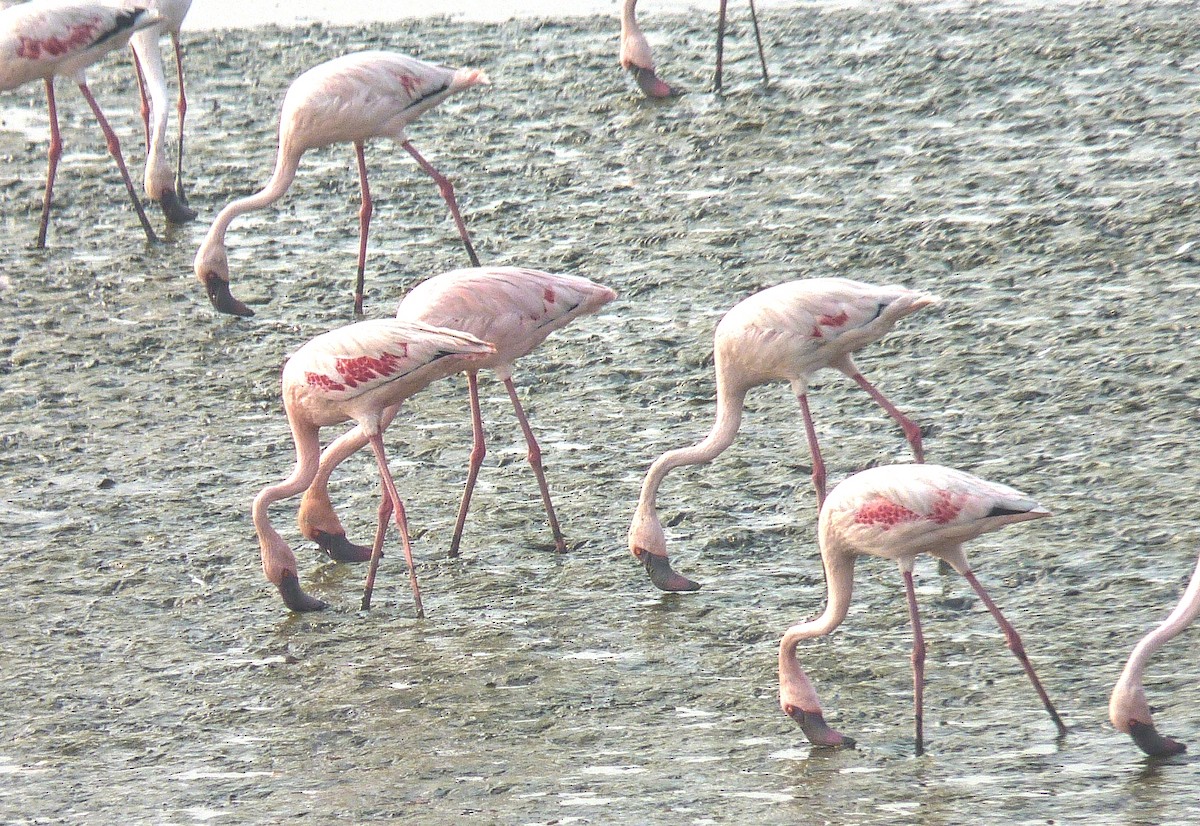 Lesser Flamingo - ML48448301