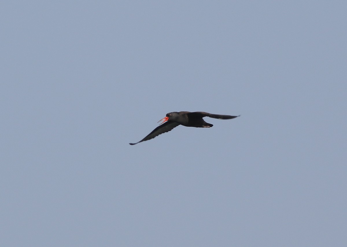 Black Oystercatcher - ML484483781