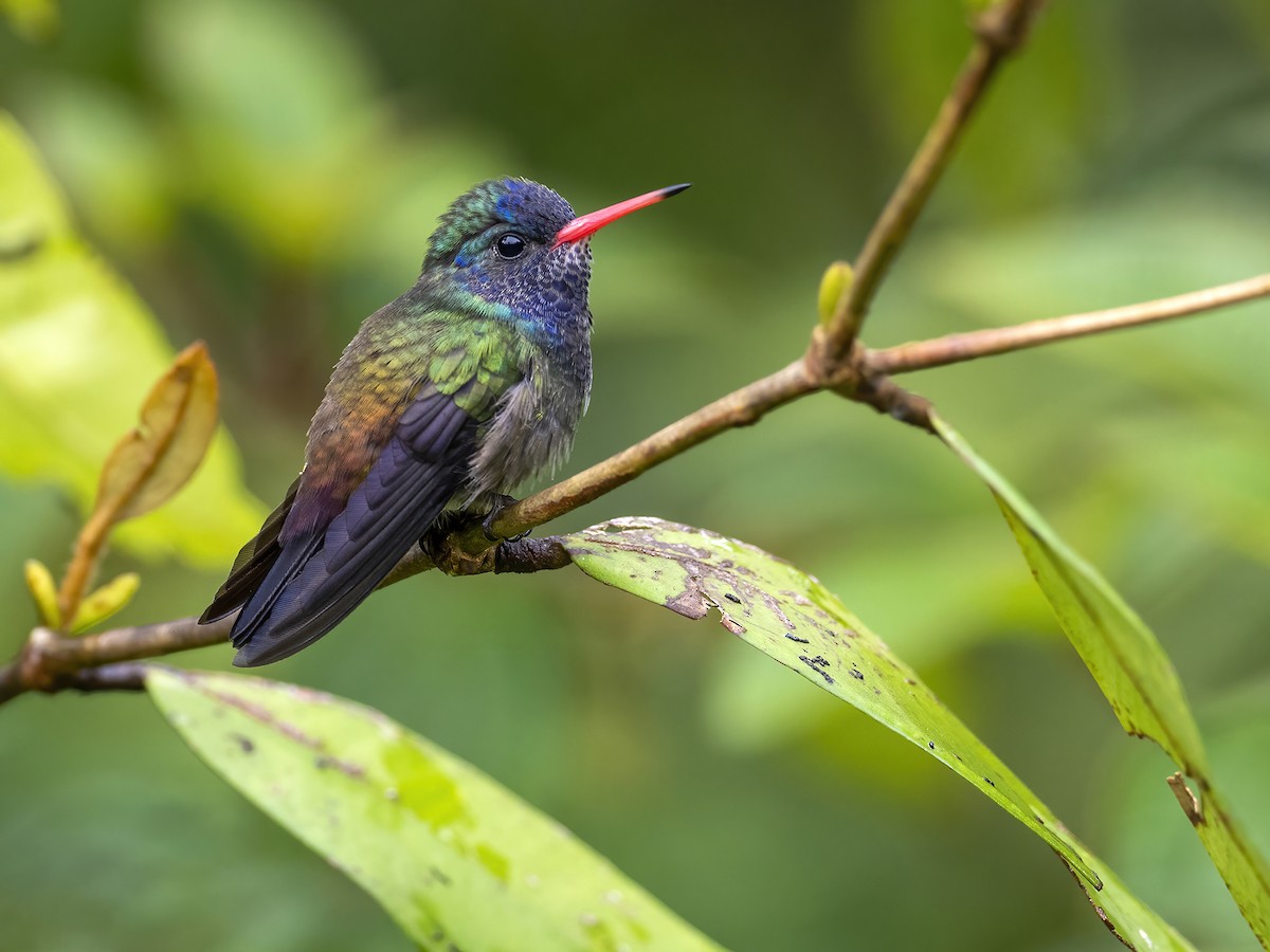 White-chinned Sapphire - Andres Vasquez Noboa
