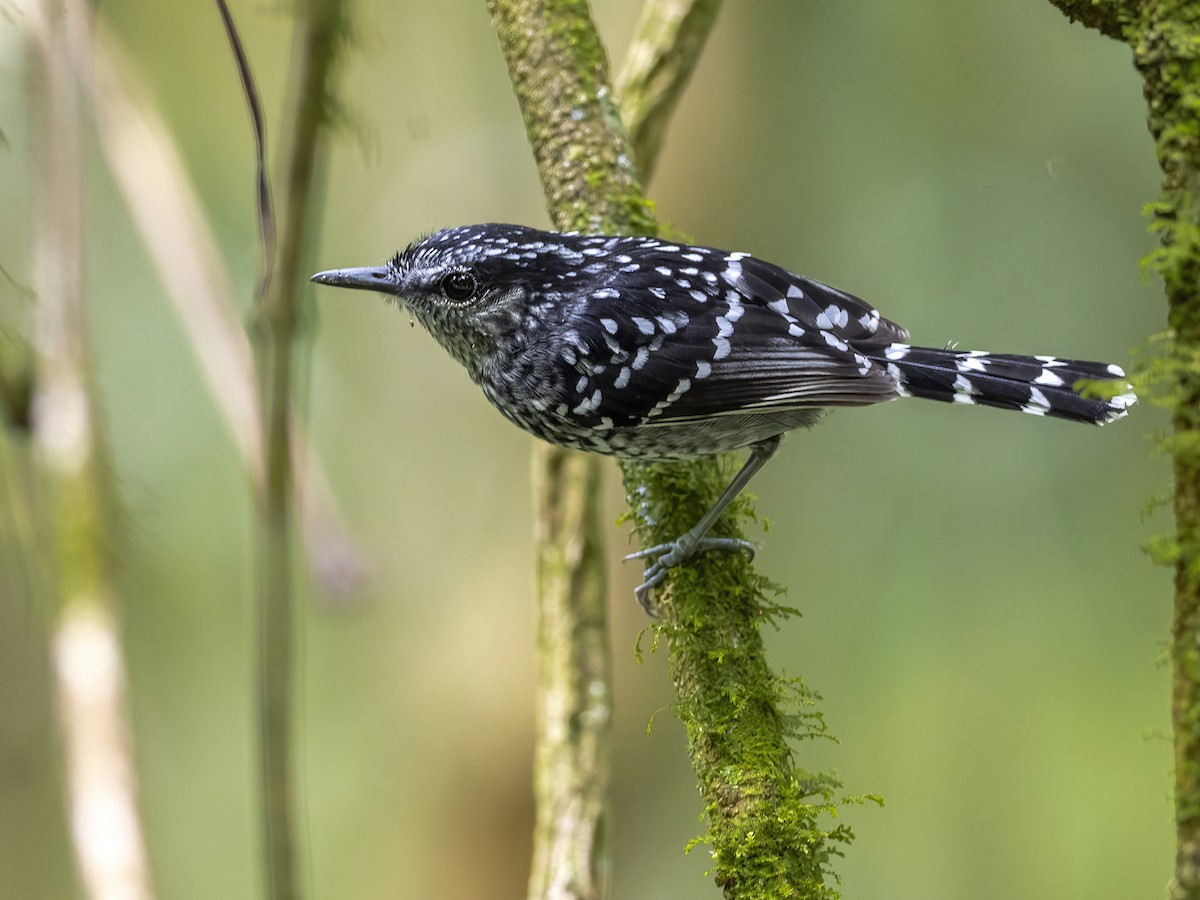 Scaled Antbird - Andres Vasquez Noboa