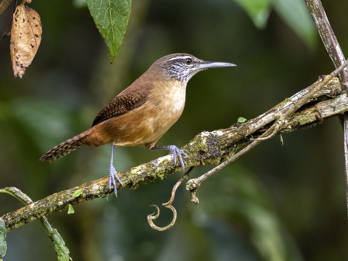 Long-billed Wren - Andres Vasquez Noboa