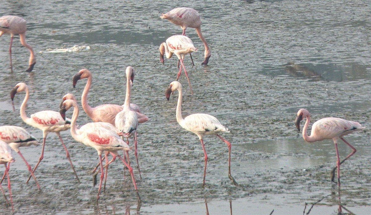 Lesser Flamingo - ML48448511