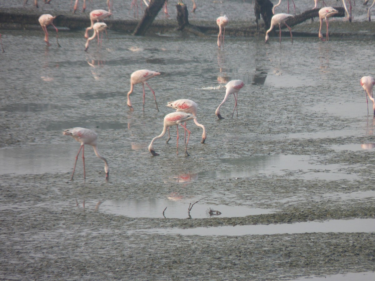 Lesser Flamingo - ML48448531