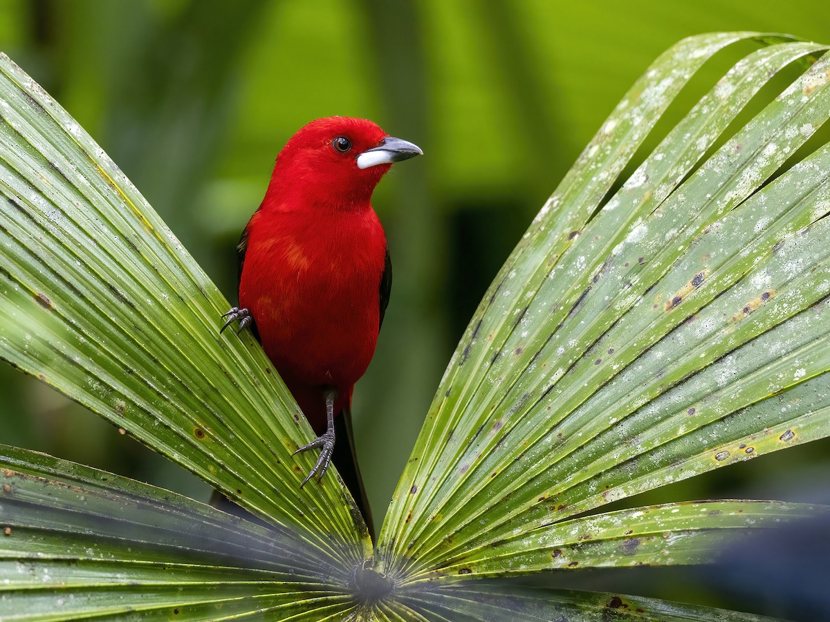 Brazilian Tanager - Andres Vasquez Noboa