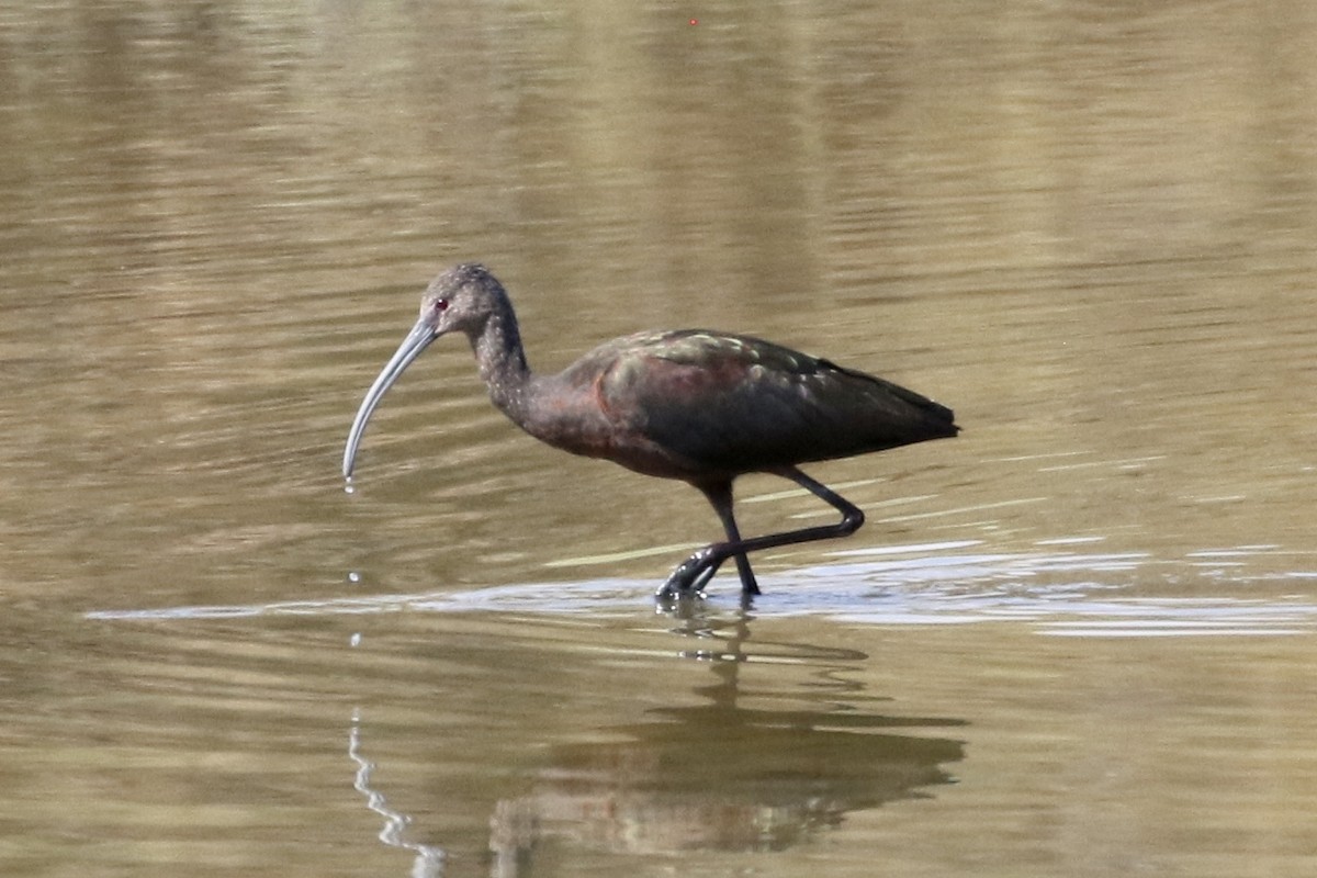 White-faced Ibis - ML484485811