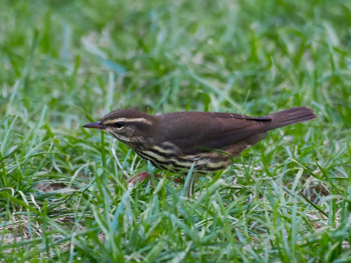 Northern Waterthrush - ML484485871