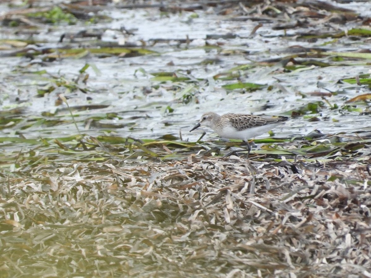 Semipalmated Sandpiper - ML484486021