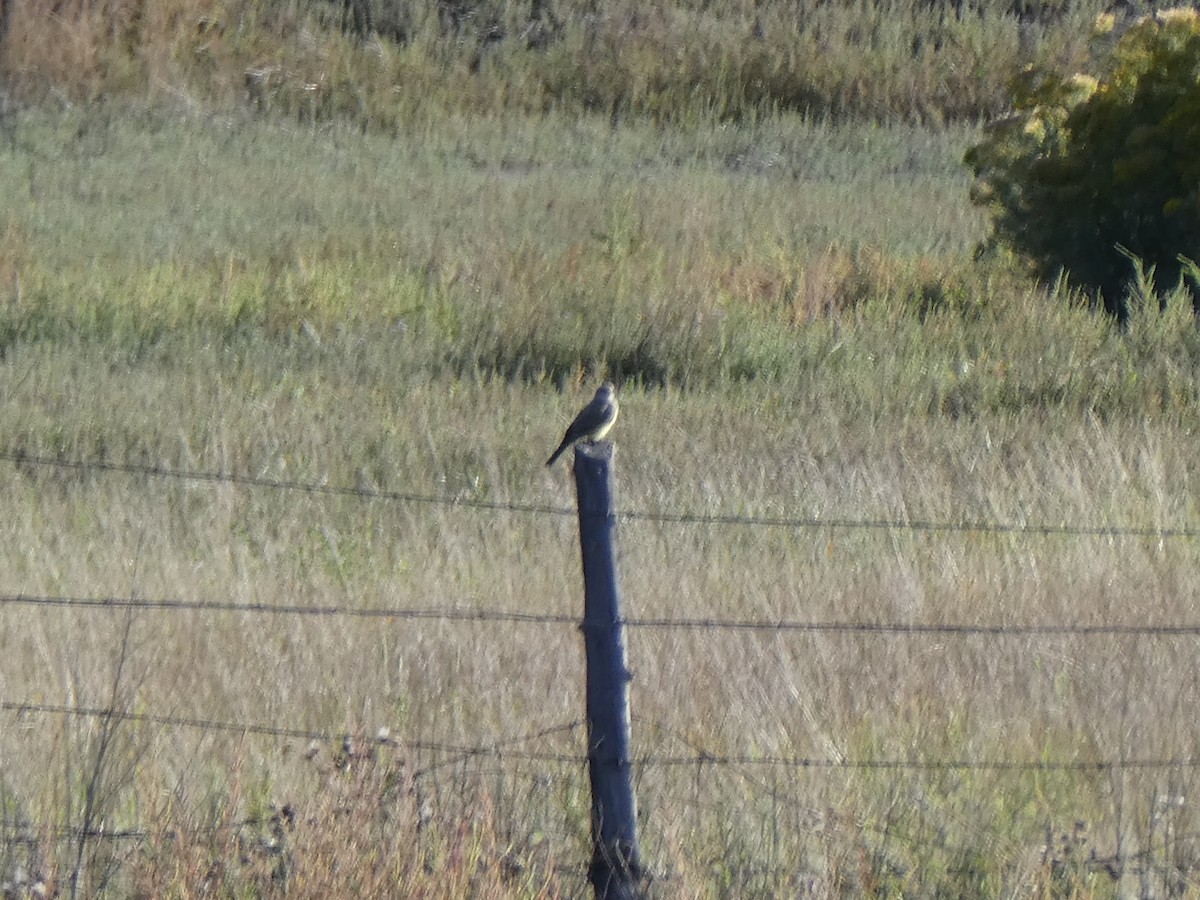 Western Kingbird - ML484487081