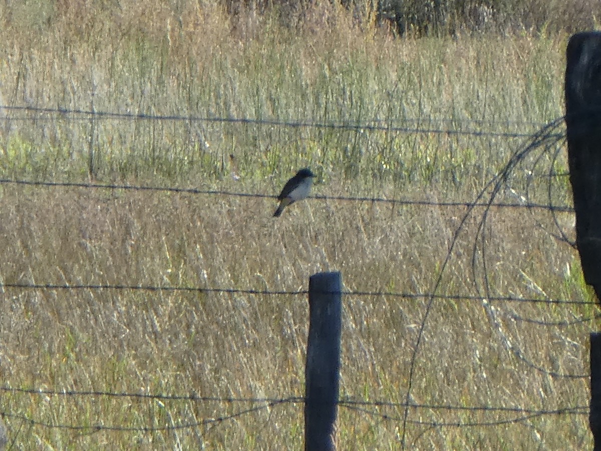 Eastern Kingbird - ML484487131