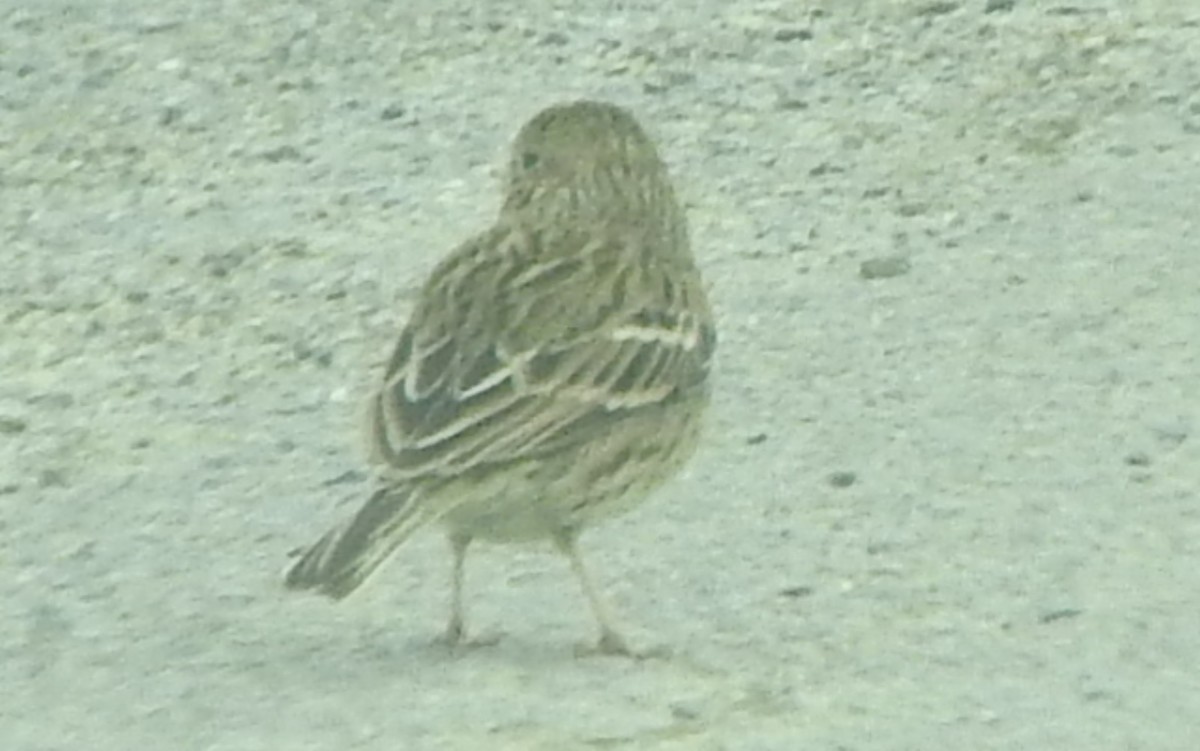 Vesper Sparrow - ML48448751