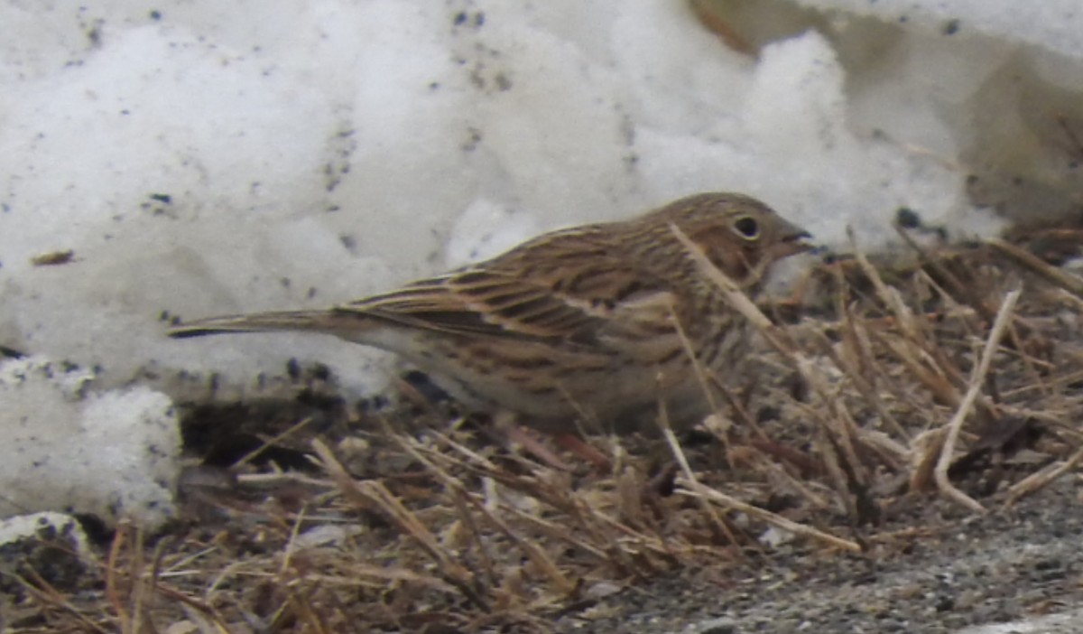 Vesper Sparrow - ML48448841