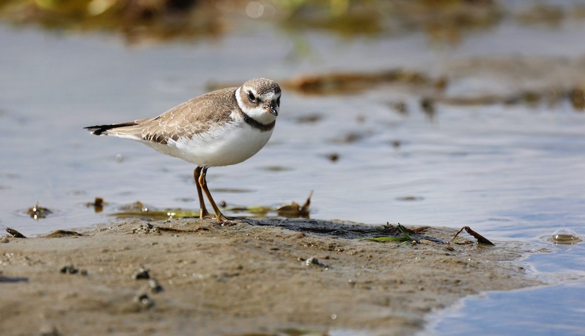Semipalmated Plover - ML484488601