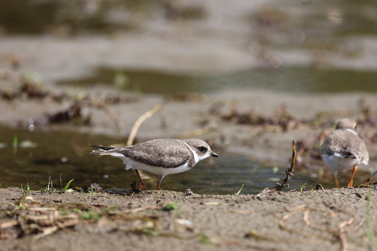 Semipalmated Plover - ML484488611