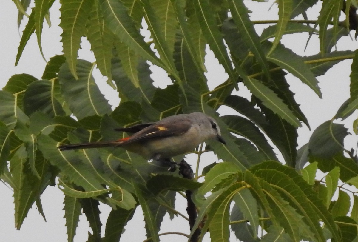 Small Minivet - marti ikehara