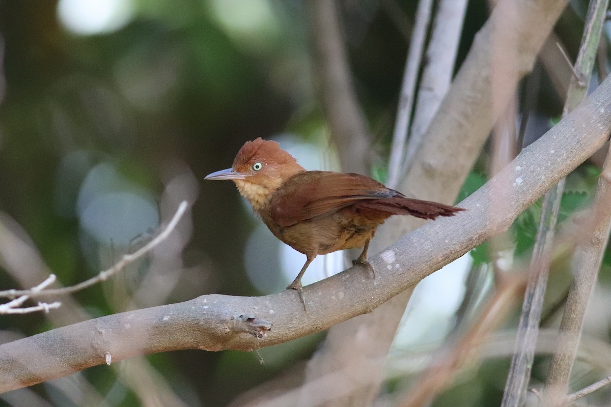 Chestnut-capped Foliage-gleaner - Luiz Alberto dos Santos