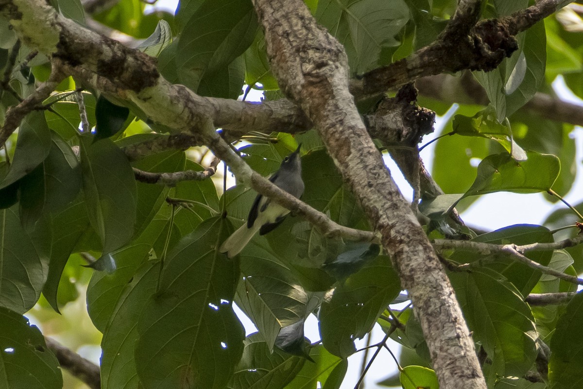 Guianan Gnatcatcher - Marco Silva