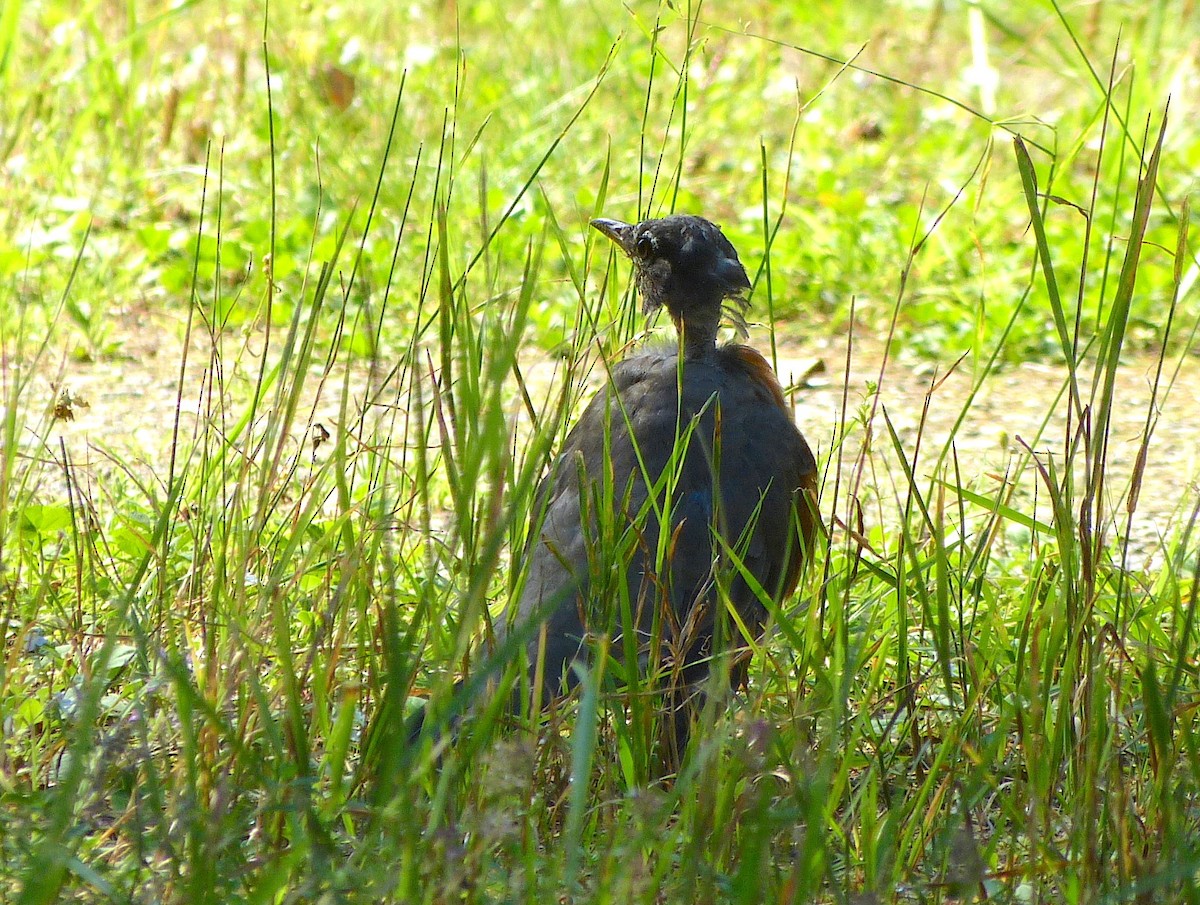 American Robin - ML484493591