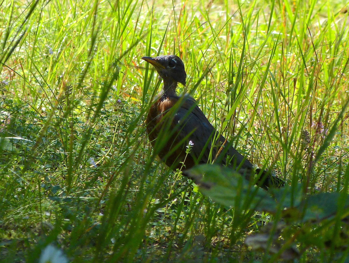 American Robin - ML484493601