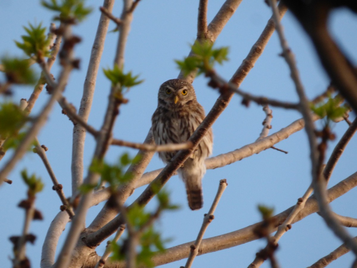 Ferruginous Pygmy-Owl - ML484493981