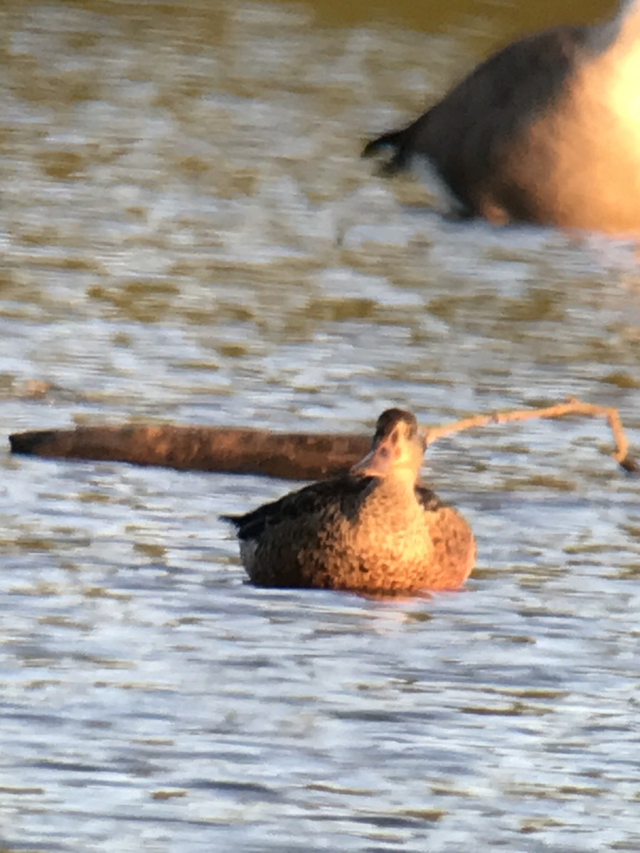 Northern Shoveler - ML484494011