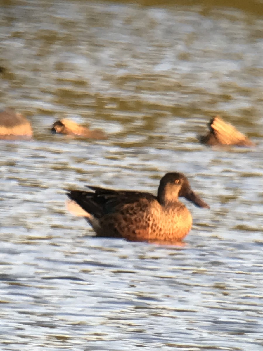 Northern Shoveler - ML484494051