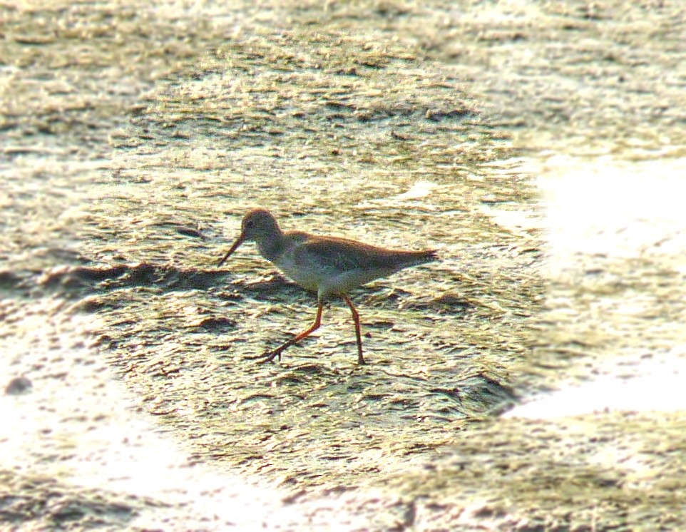 Common Redshank - ML48449431